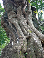 来宮神社の樟の木