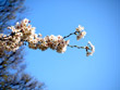 グランドプリンス高輪の桜