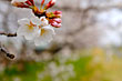 多摩川にて桜