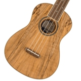 WEBSHOPꥢ󥹥Fender / Zuma Exotic Concert Ukulele Walnut Fingerboard Spalted Maple ե [󥵡ȥ]