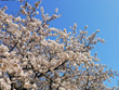グランドプリンス高輪の桜