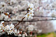 多摩川にて桜