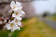 多摩川にて桜