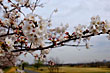 多摩川にて桜