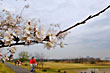 多摩川にて桜