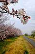 多摩川にて桜