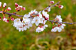 多摩川にて桜