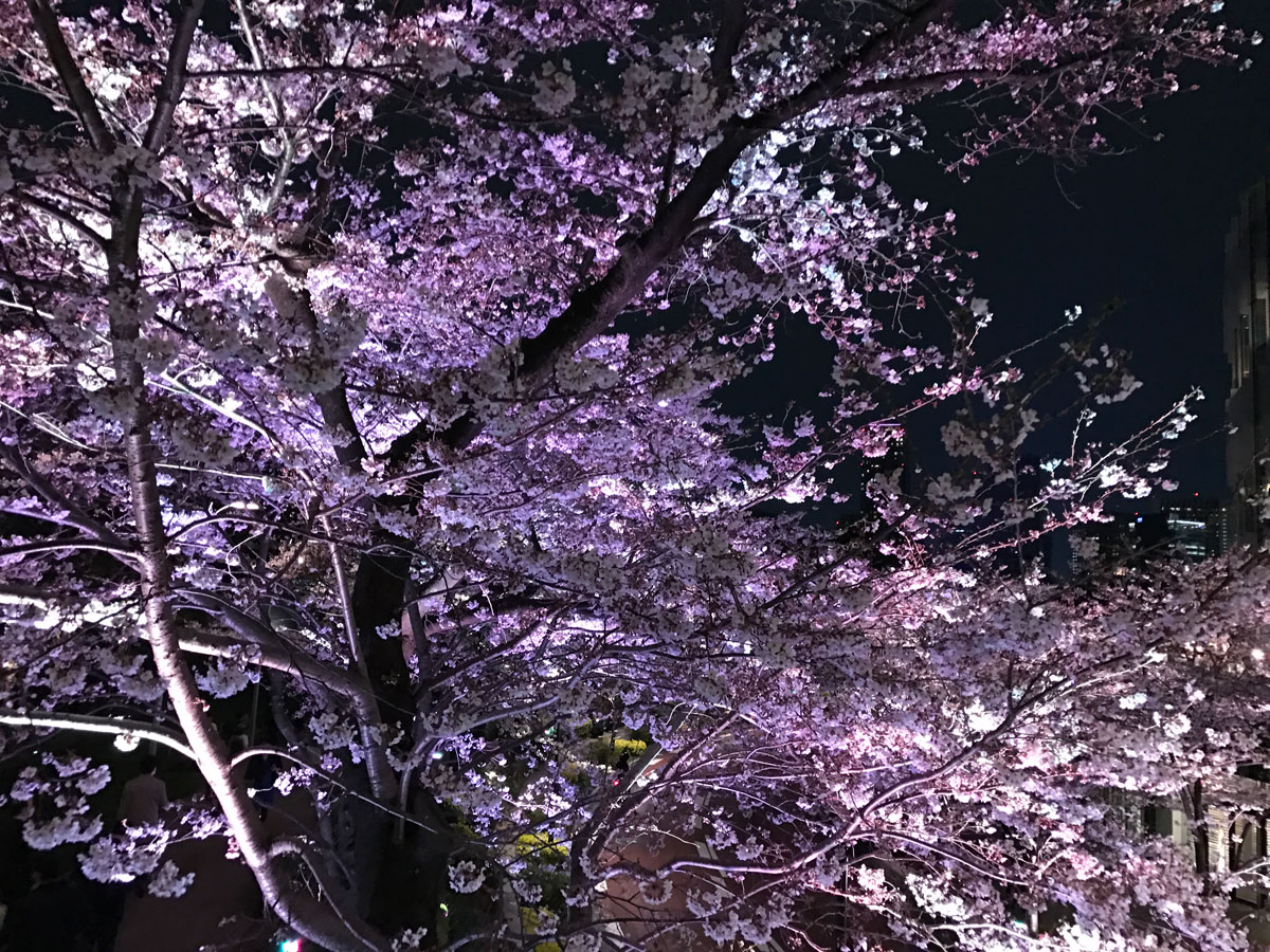 桜