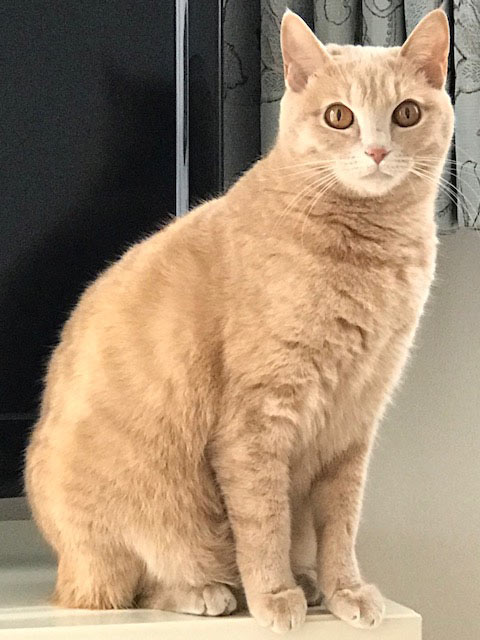 フー