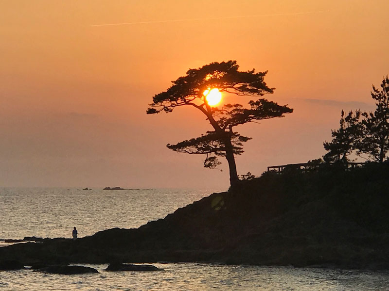 松の中に夕日